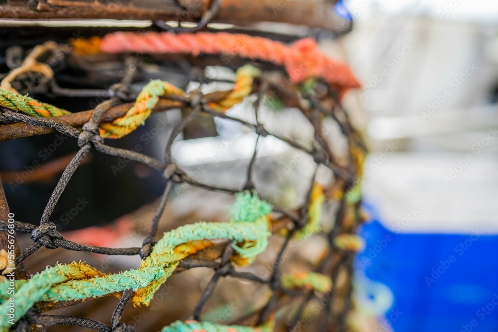 Catching live Lobster in America. Fishing crayfish in Tasmania Australia. ready for chinese new year Catching live Lobster in America. Fishing crayfish in Tasmania Australia. ready for chinese new year