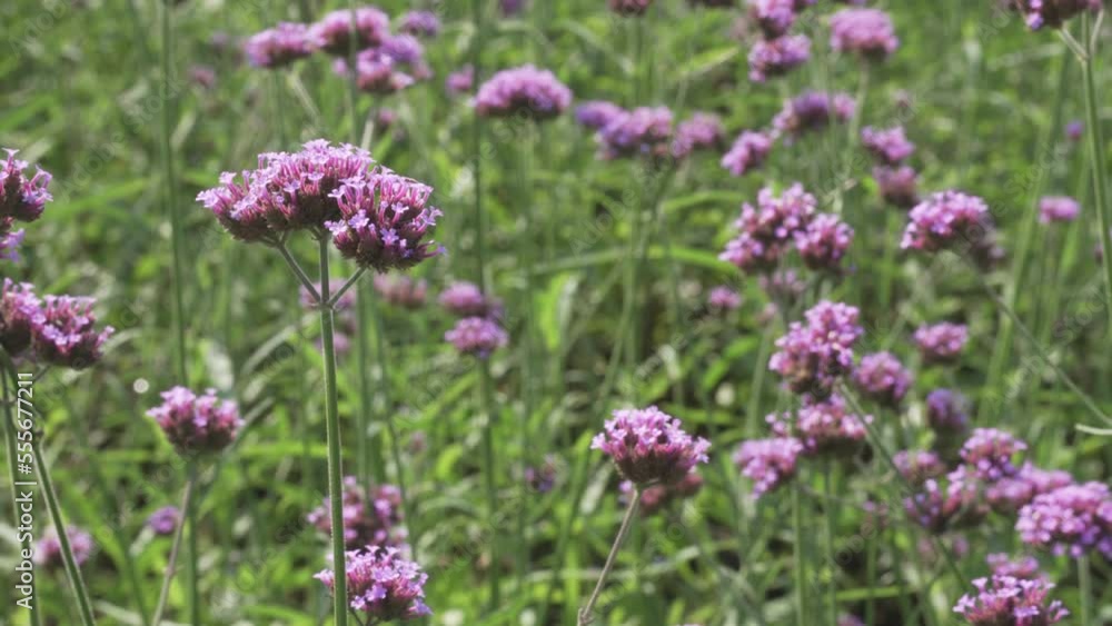 blooming purple violet verbena flower garden meadow field. Blossom horticulture agriculture blooming purple violet verbena flower garden meadow field. Blossom horticulture agriculture