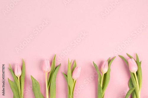 Fototapeta Naklejka Na Ścianę i Meble -  Tulips greeting card for birthday, easter holiday, valentines day, mothers day, spring season
