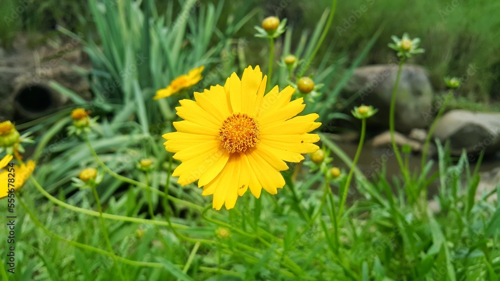 Close up of yellow coreopsis flower or tickseed in the tropical garden Close up of yellow coreopsis flower or tickseed in the tropical garden