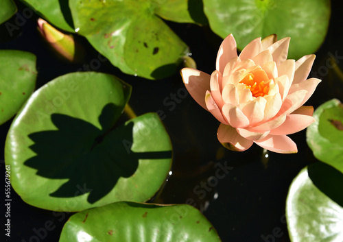 Valokuva Nymphaea Clyde Ikins is a fragrant hardy water lily with petals that are creamy