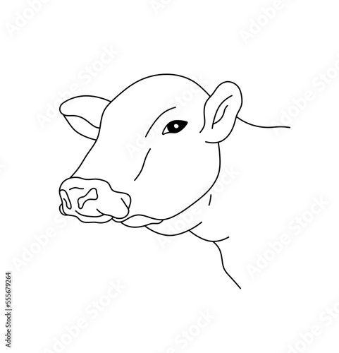 Vector isolated bold hornless cow bull head face portrait colorless black and white contour line easy drawing