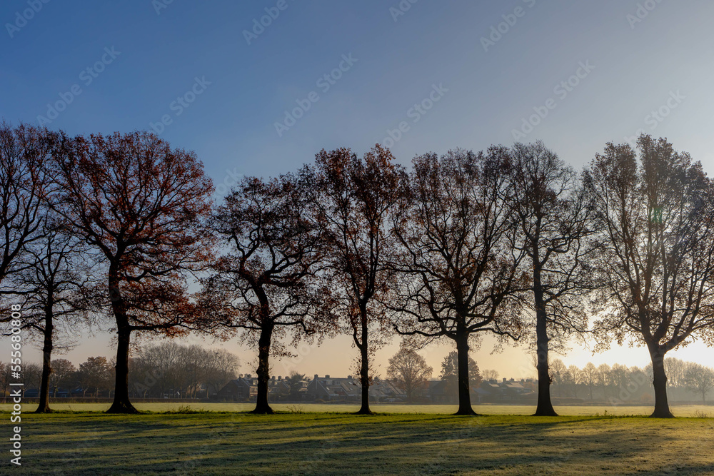 Countryside landscape in winter, Low flat land green meadow with white morning frost, Typical Dutch polder with silhouette line of trees and warm sunlight, Fog and mist on the grass field, Netherlands Countryside landscape in winter, Low flat land green meadow with white morning frost, Typical Dutch polder with silhouette line of trees and warm sunlight, Fog and mist on the grass field, Netherlands