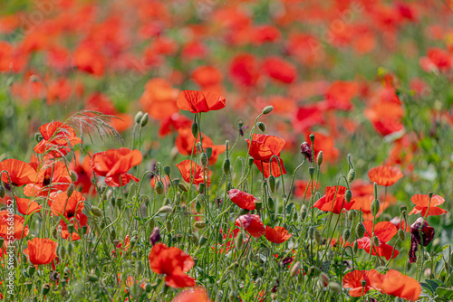 Red poppies in the field with grass, Poppy is a flowering plant in the subfamily Papaveraceae, Herbaceous plants often grown for their colourful flowers, Naturally occurring, Nature floral background.
