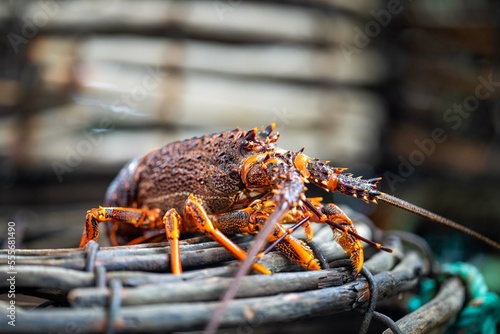 Catching live Lobster in America. Fishing crayfish in Tasmania Australia. ready for chinese new year