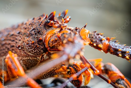 close up of a Catching live Lobster in America. lobster crayfish in Tasmania Australia. ready for chinese new year photo