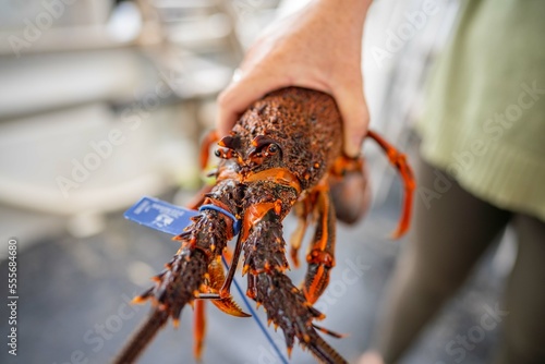 Live east coast rock lobster fishing in australia. Crayfish on a boat caught in lobster pots