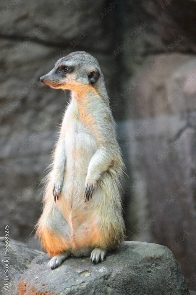 Fototapeta premium meerkat on the lookout