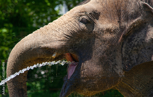 Elephant drinking