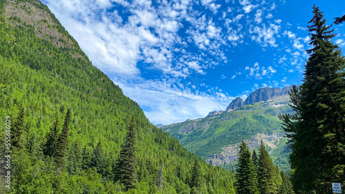 landscape in summer