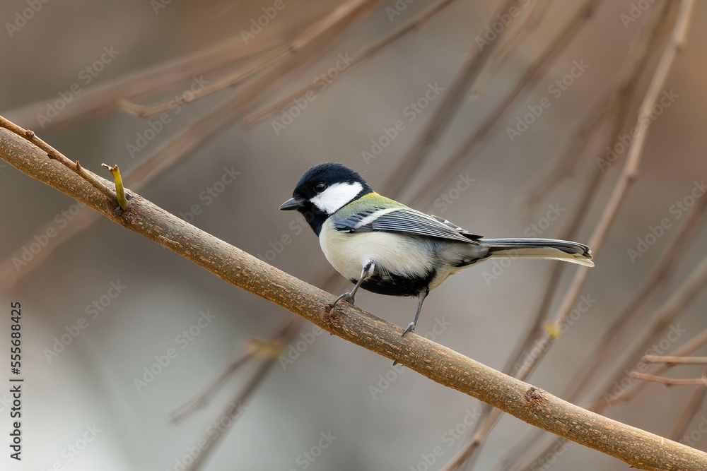 Fototapeta premium 背の高い木の上に立つシジュウカラ