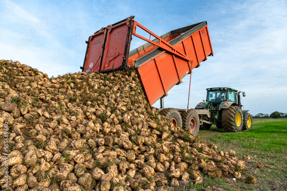 Arrachage de betterave. Vidange de la benne pour constituer un silo en ...