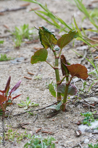 Japanischer Staudenknöterich (Fallopia japonica)