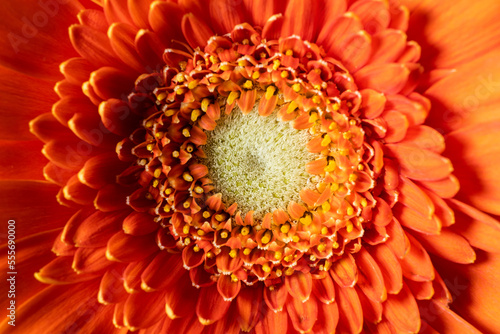 Macro shot of Gerbera flower. Closeup background. Textured wallpaper.