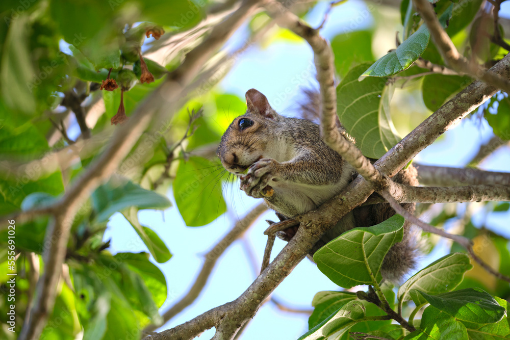 Beautiful wild gray squirrel eating nuts on a tree in summer town park Beautiful wild gray squirrel eating nuts on a tree in summer town park