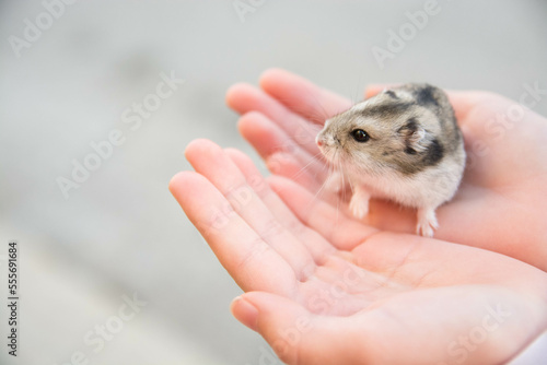 Mano sosteniendo pequeño hamster sirio. 