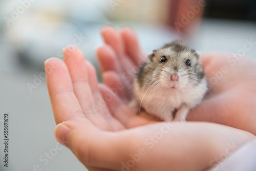 Mano sosteniendo pequeño hamster sirio. 