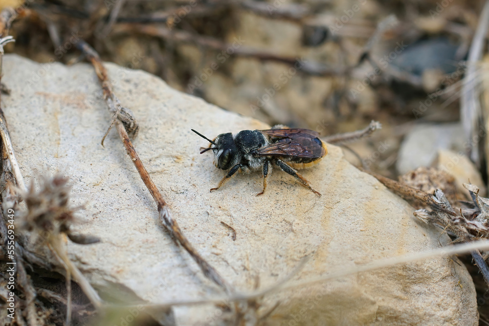 Closeup on a Mediterranean female golden tailed woodborer, Lithurgus chrysurus sitting on a stone Closeup on a Mediterranean female golden tailed woodborer, Lithurgus chrysurus sitting on a stone