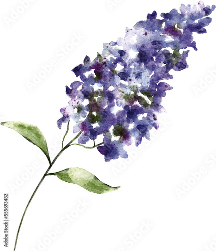 Photography purple lilac flower hand drawn watercolor painting