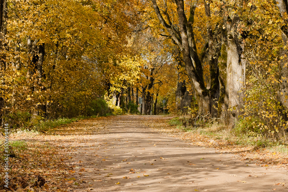 rural road in autumn,autumn landscape in the photo, an alley of trees with crumbling leaves