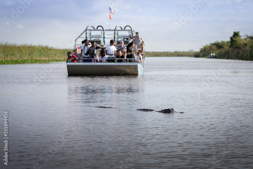 A group of tourists spot an American Alligator in the Florida Everglades from an airboat tour. 