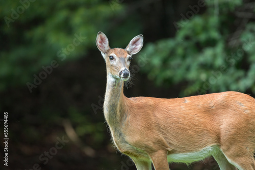 A North American, young, female white tailed deer standing in front of trees. photo