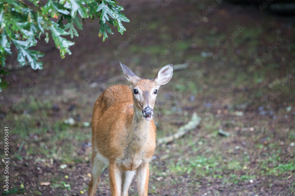 Obraz premium A female white tailed deer standing among trees in the Appalachian Mountains in Virginia.