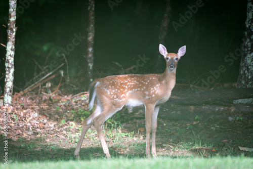 A young white tailed deer looking at the camera. Standing in green grass with trees in the background.