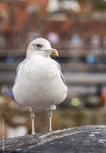 Seagull on the keyside in Whitby photo