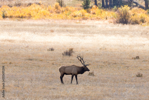 A large bull elk in a field in the Rocky Mountain National Park in Colorado.