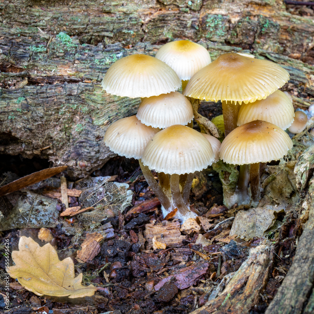 Fungi and fallen leaf on old tree Fungi and fallen leaf on old tree