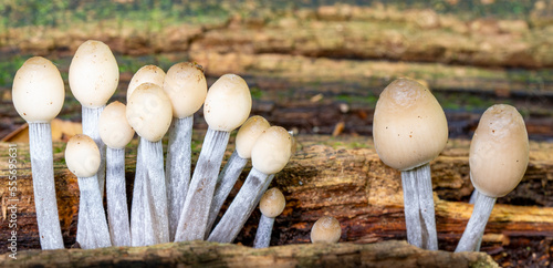 Tini fungi on fallen tree photo