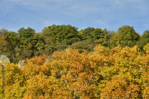 Le feuillage brun-dorés des arbres contrastant avec le vert des autres cimes plus lointaines à Anseremme au sud de Dinant 