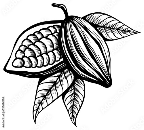 Cocoa Bean Illustration With Leafs