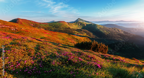 Amazing nature landscape. Wondeful mountain scenery with perfect blue sky, mountains, and blossoming pink rhododendron flowers on hills. Popular travel and hiking pass in the Carpathian Mountains.