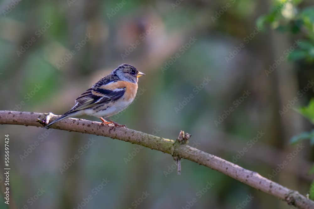 male brambling