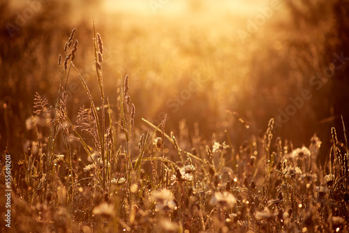 Dandelion flower and grass with drops of morning dew on the background of the sun. Selective focus. Soft focus.