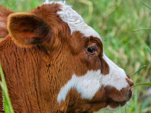 Head of a brown and white calf lying on the grass of a field seen close up while it looks into the distance