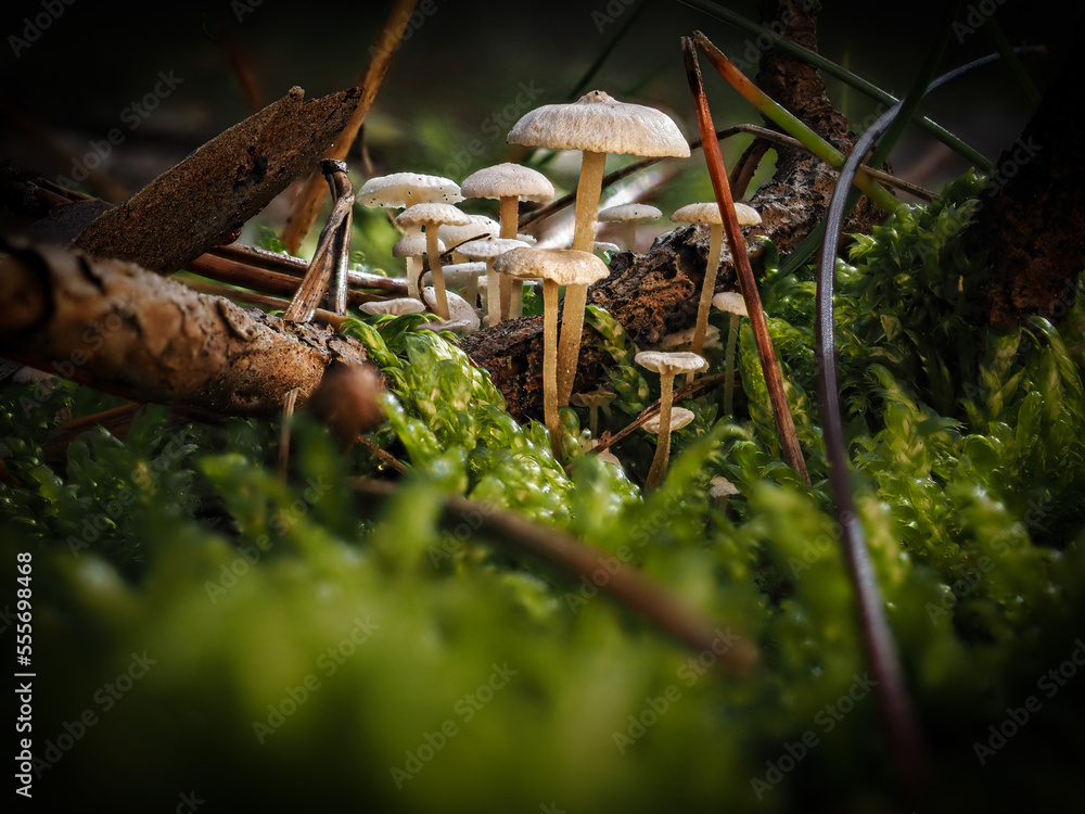 Fototapeta premium Pilz