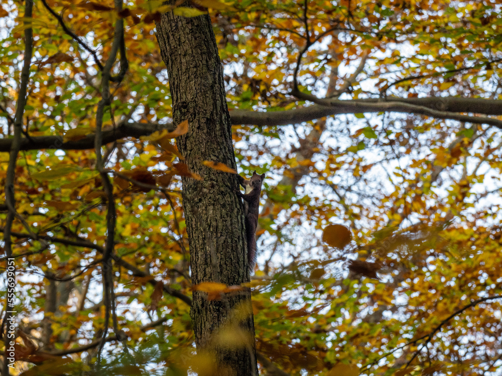 Fototapeta premium Herbst