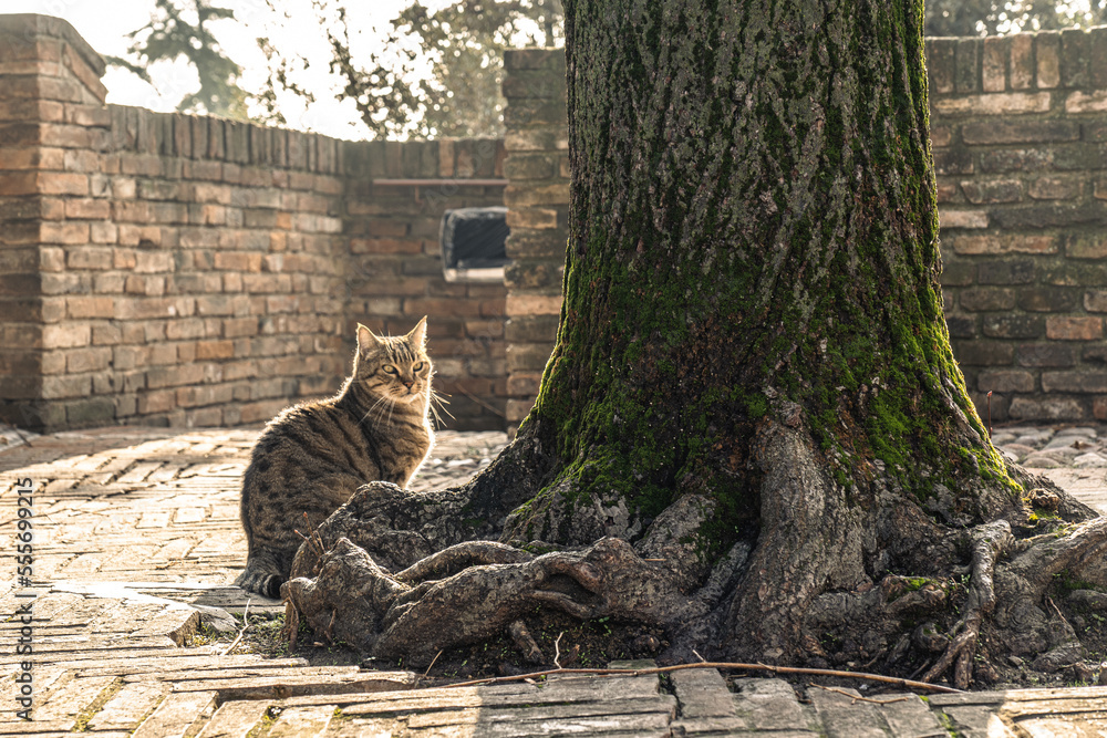 Obraz premium a grey cat sitting next to a tree stump with a brick wallet in the background