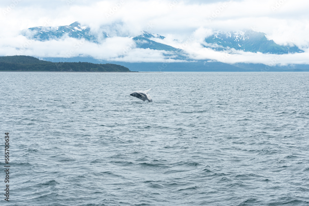 Humpback Whale Breach in Waters of Juneau, Alaska Humpback Whale Breach in Waters of Juneau, Alaska