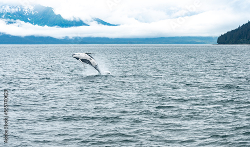 Konstfotografi Humpback Whale Breach in Waters of Juneau, Alaska