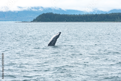 Humpback Whale Breach in Waters of Juneau, Alaska
