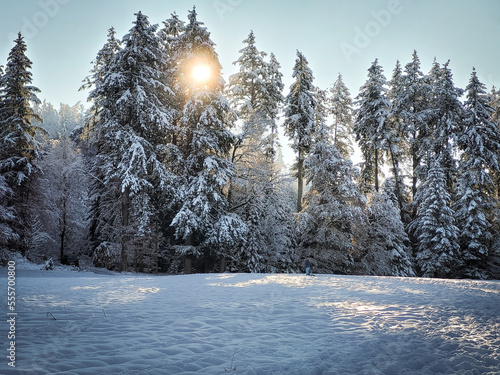 Winter Wonderland in Switzerland: Snowy Forest with Sun shining through the Tree Peaks