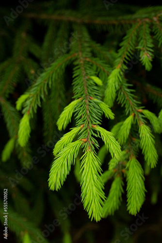 Fir evergreen tree close up