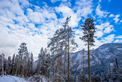 Amazing landscape   in Tatra nature reserve - coniferous forest in mountains