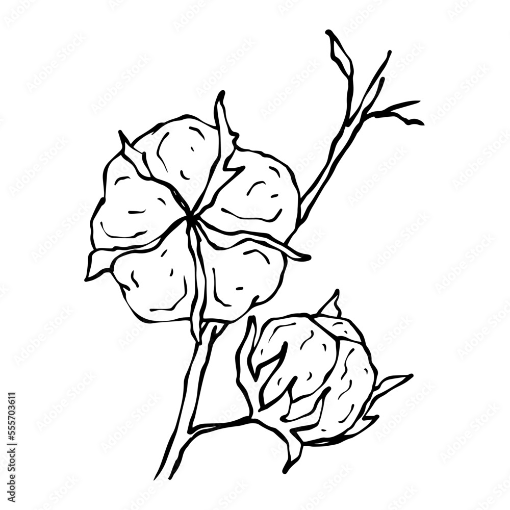 Obraz premium Linear branches of cotton.Vector graphics.
