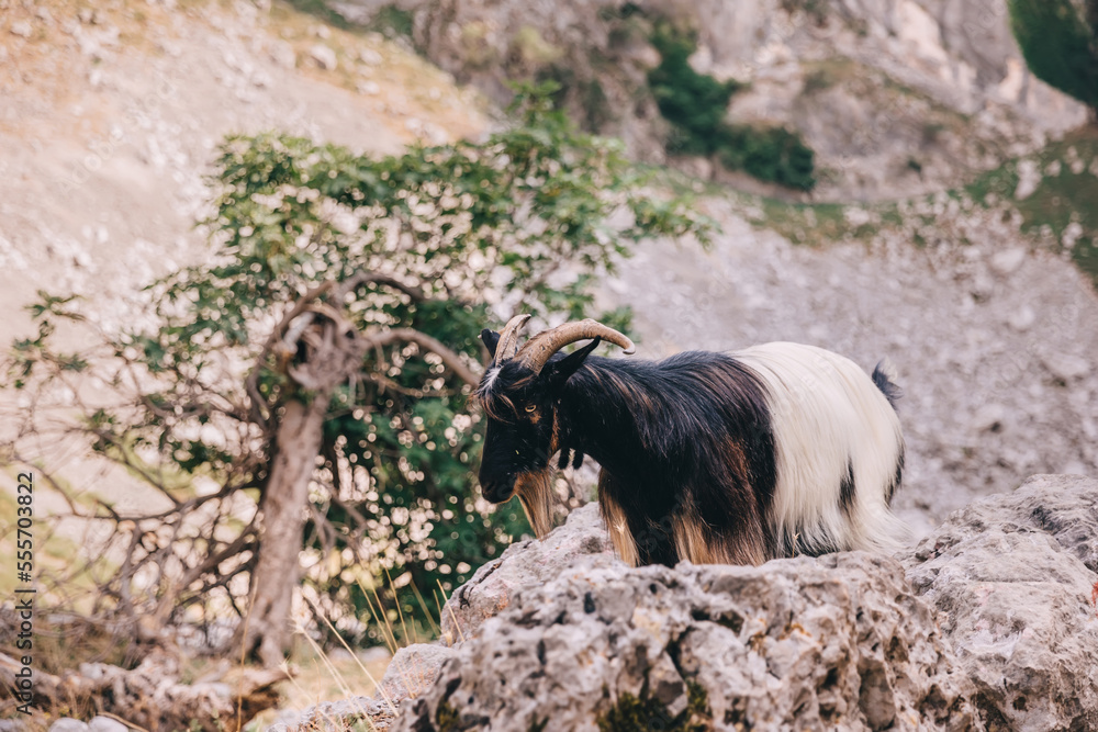 The farming and breeding of goats. Goat on the slopes of the mountains and pasture in Montenegro. The farming and breeding of goats. Goat on the slopes of the mountains and pasture in Montenegro.