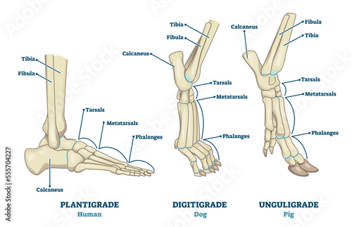 Plantigrade, Digitigrade and Unguligrade comparison vector illustration. Educational labeled structure scheme with human, dog and pig legs collection. Bone skeleton parts with location explanation. photo